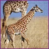 100-delige puzzel "Giraffen" - vanaf 5 jaar