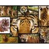 1.000-delige puzzel "Tiger" - vanaf 12 jaar