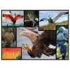 1.000-delige puzzel "Vogels" - vanaf 12 jaar