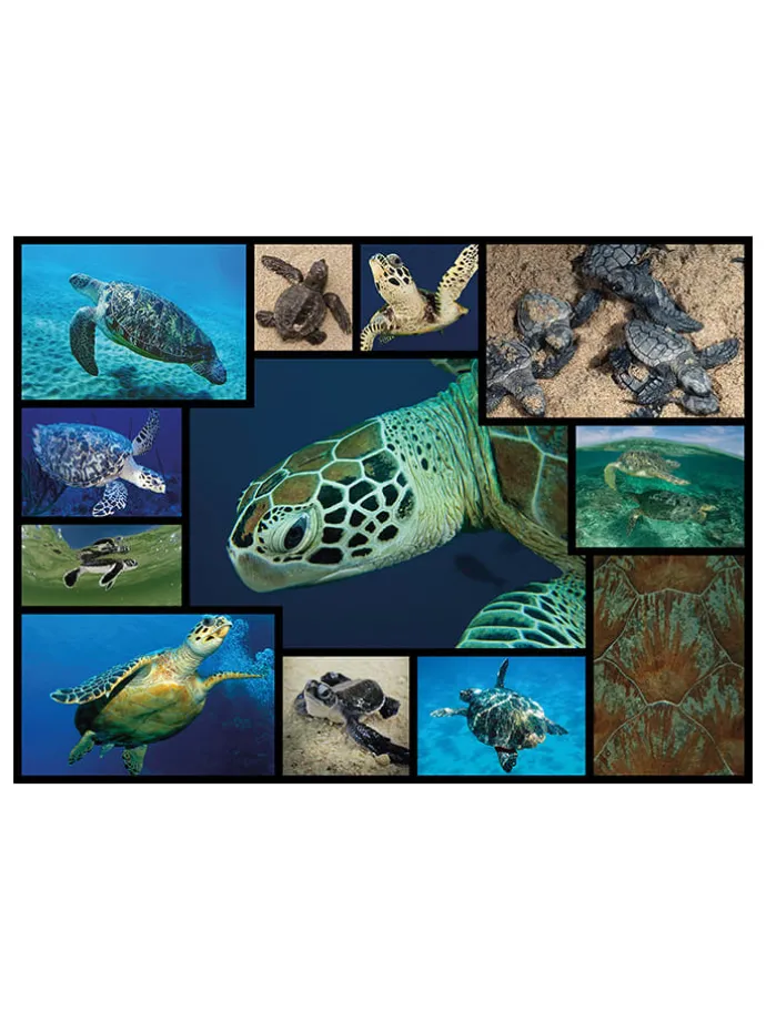 1.000-delige puzzel "Zeeschildpadden" - vanaf 12 jaar