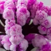 Kristallen boom "Magic Sakura" paars
